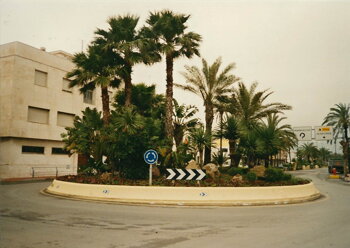 Palmy v Ceutě